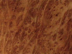 Camphor Burls